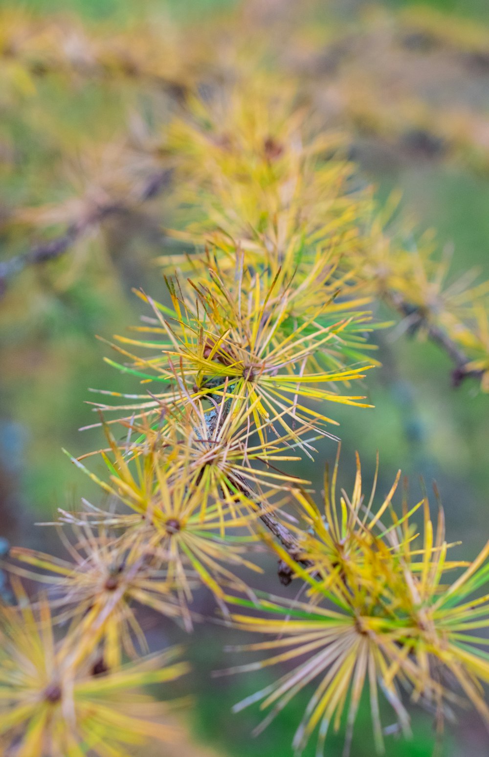 a close up of a pine tree branch