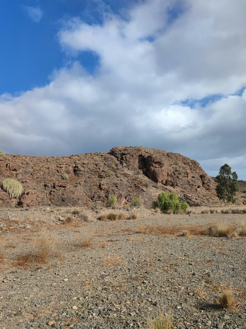 a rocky landscape with a few trees and bushes