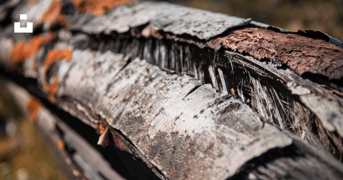 A close up of a tree trunk with rust on it photo – Free Munster Image ...