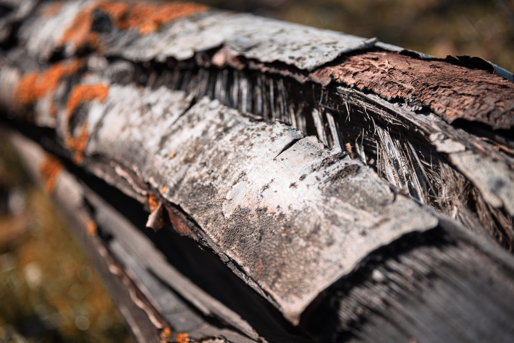 a close up of a tree trunk with rust on it