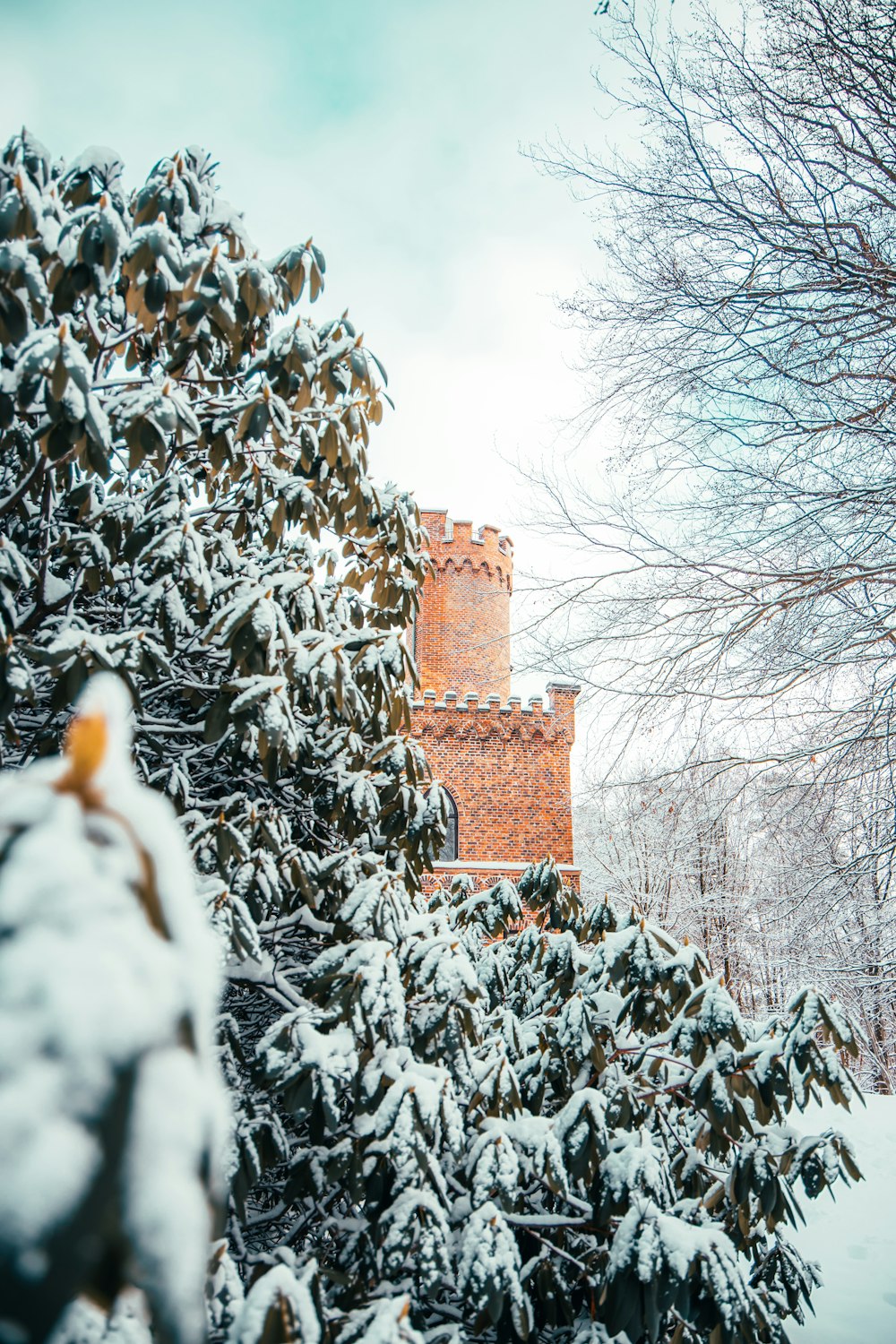 a snow covered tree next to a tall brick building