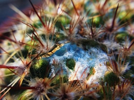 A close-up shot of a cactus, highlighting its sharp, reddish-brown spines protruding from its green surface. A droplet of water is captured on the cactus, adding a shimmering effect with reflections of light and the surrounding environment.