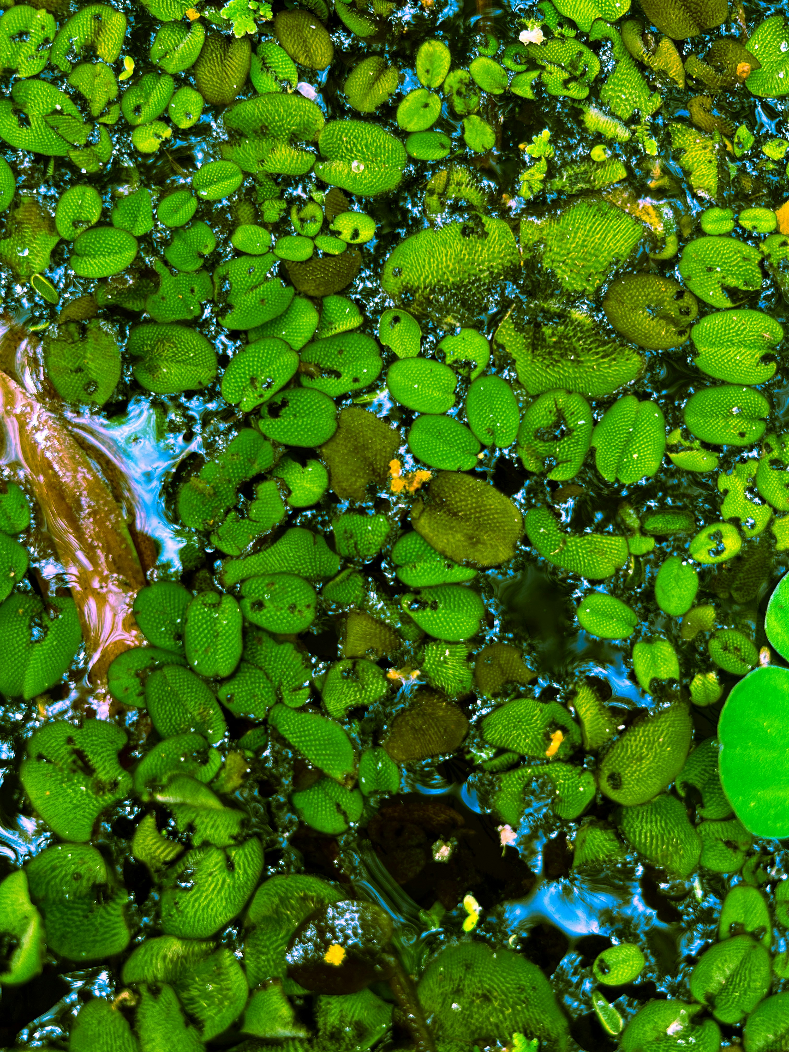 Photo by jinurosario1