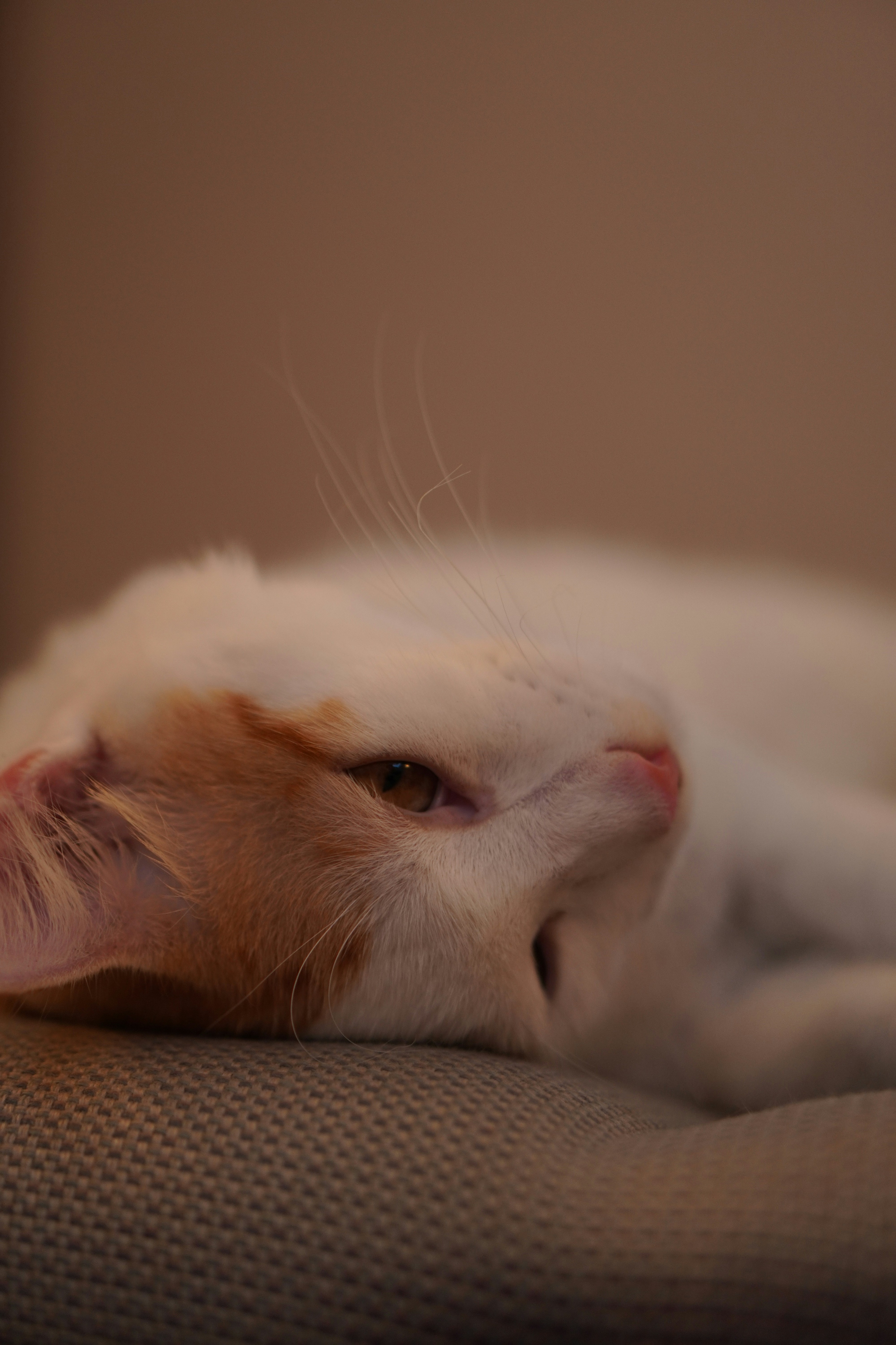 Photo by thinhdopham