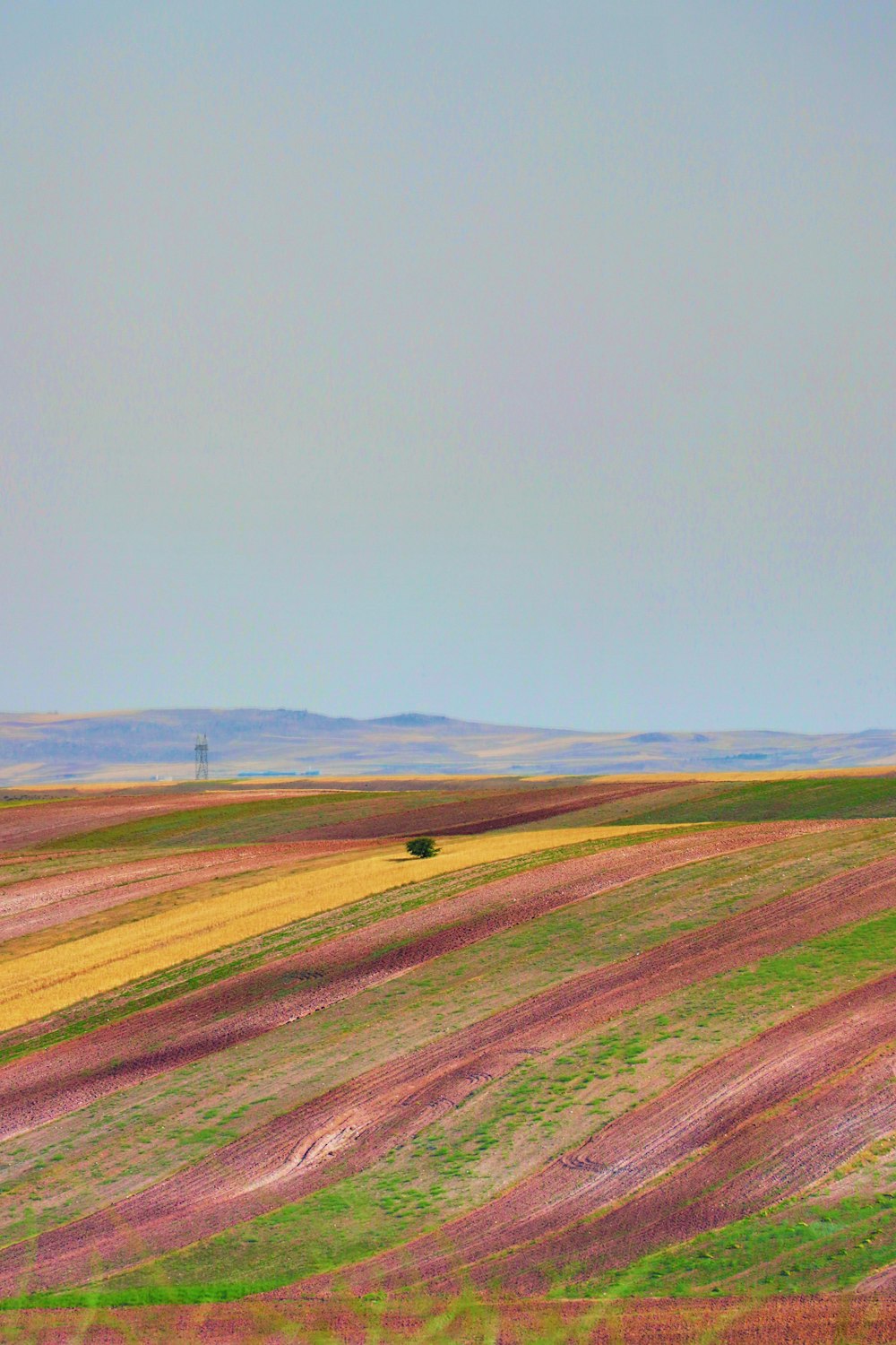 a lone tree in the middle of a field