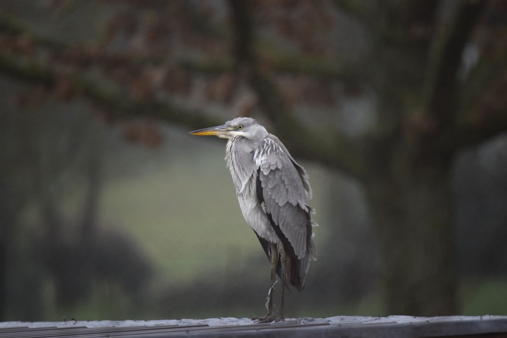 a bird sitting on a ledge in the rain