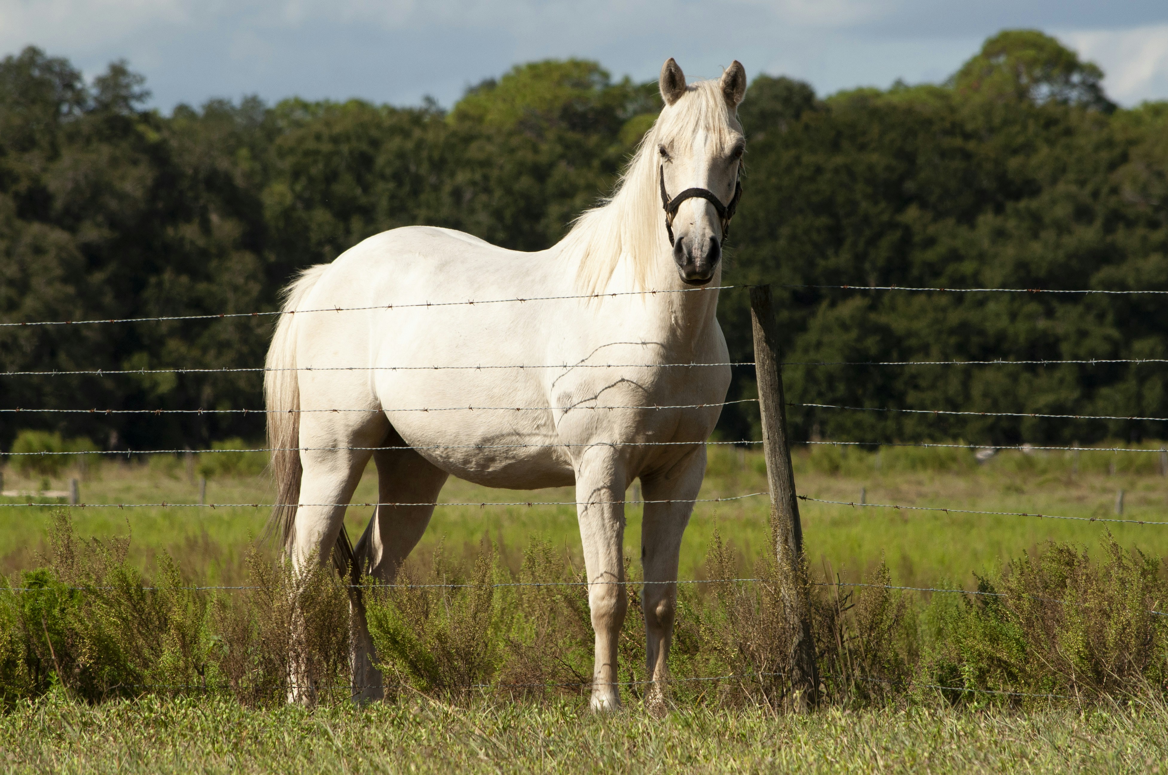 Ein weißes Pferd steht auf einem Feld hinter einem Zaun