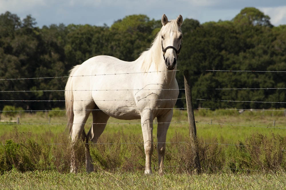 a white horse standing in a field behind a fence