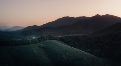 A serene sunrise over the rolling hills of Darjeeling with tea gardens in the foreground.