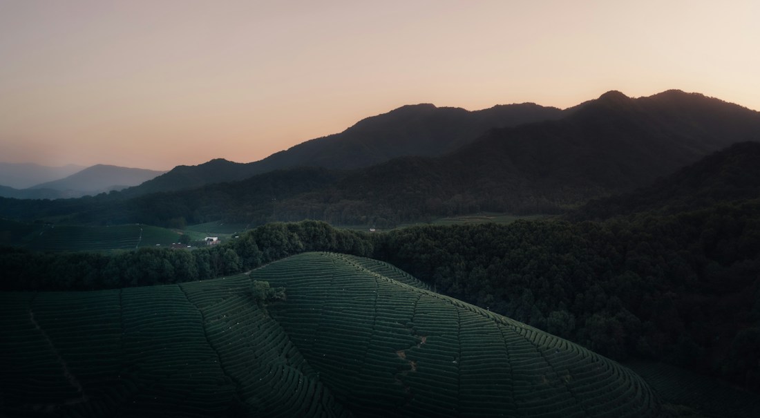 A serene landscape featuring rolling hills covered in lush green vegetation, likely tea plantations, with a backdrop of softly silhouetted mountains under a gently tinted sky transitioning from peach to darker hues.