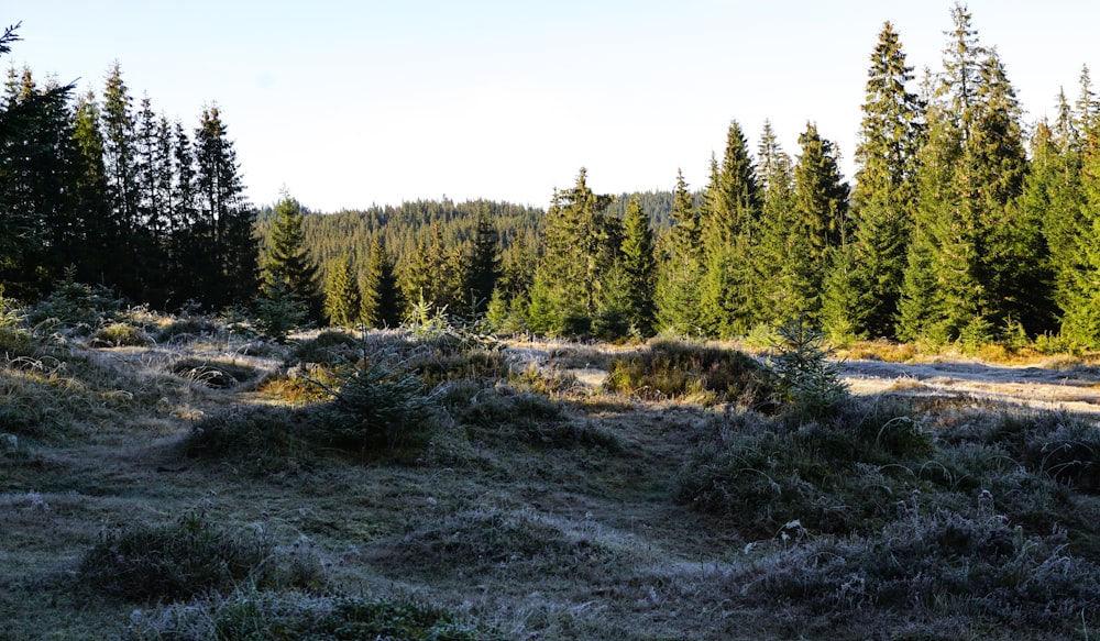 a grassy field with trees in the background