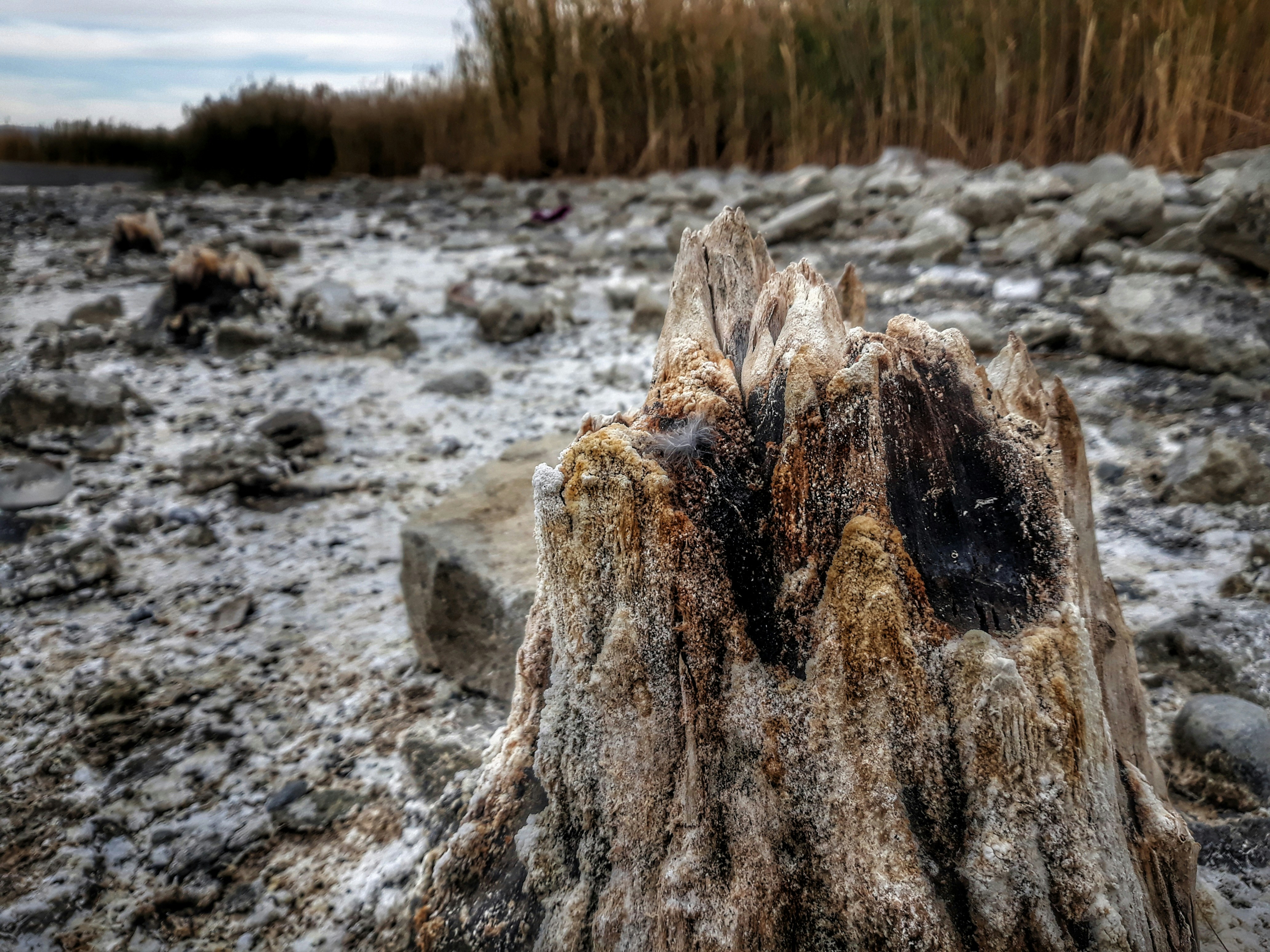 Un primer plano de un tocón de árbol en un río