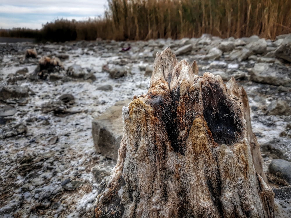 a close up of a tree stump in a river