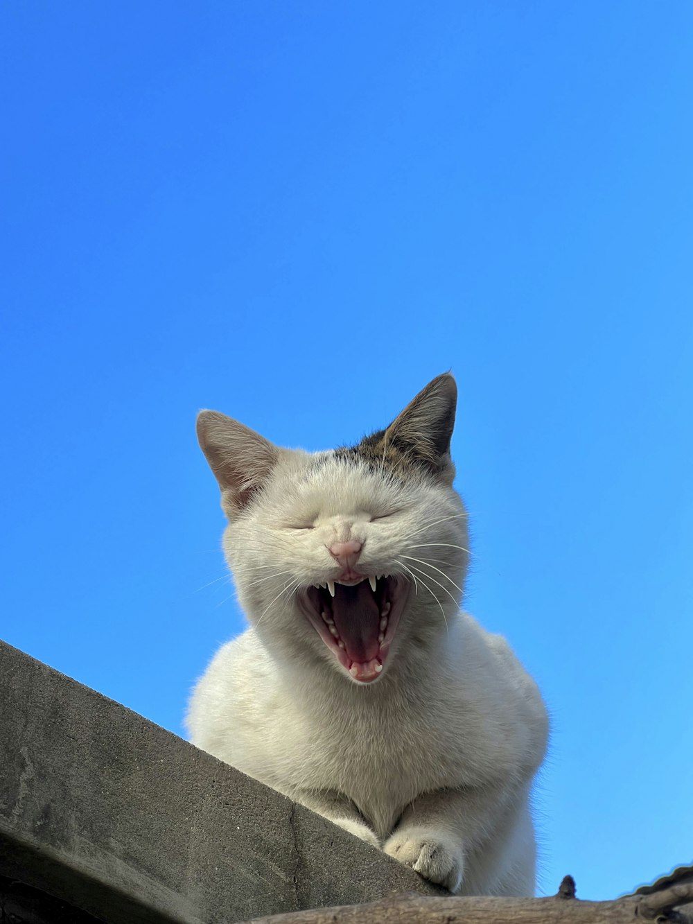 a white cat yawns while sitting on a ledge