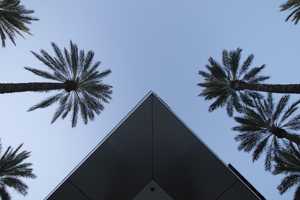 looking up at the tops of palm trees