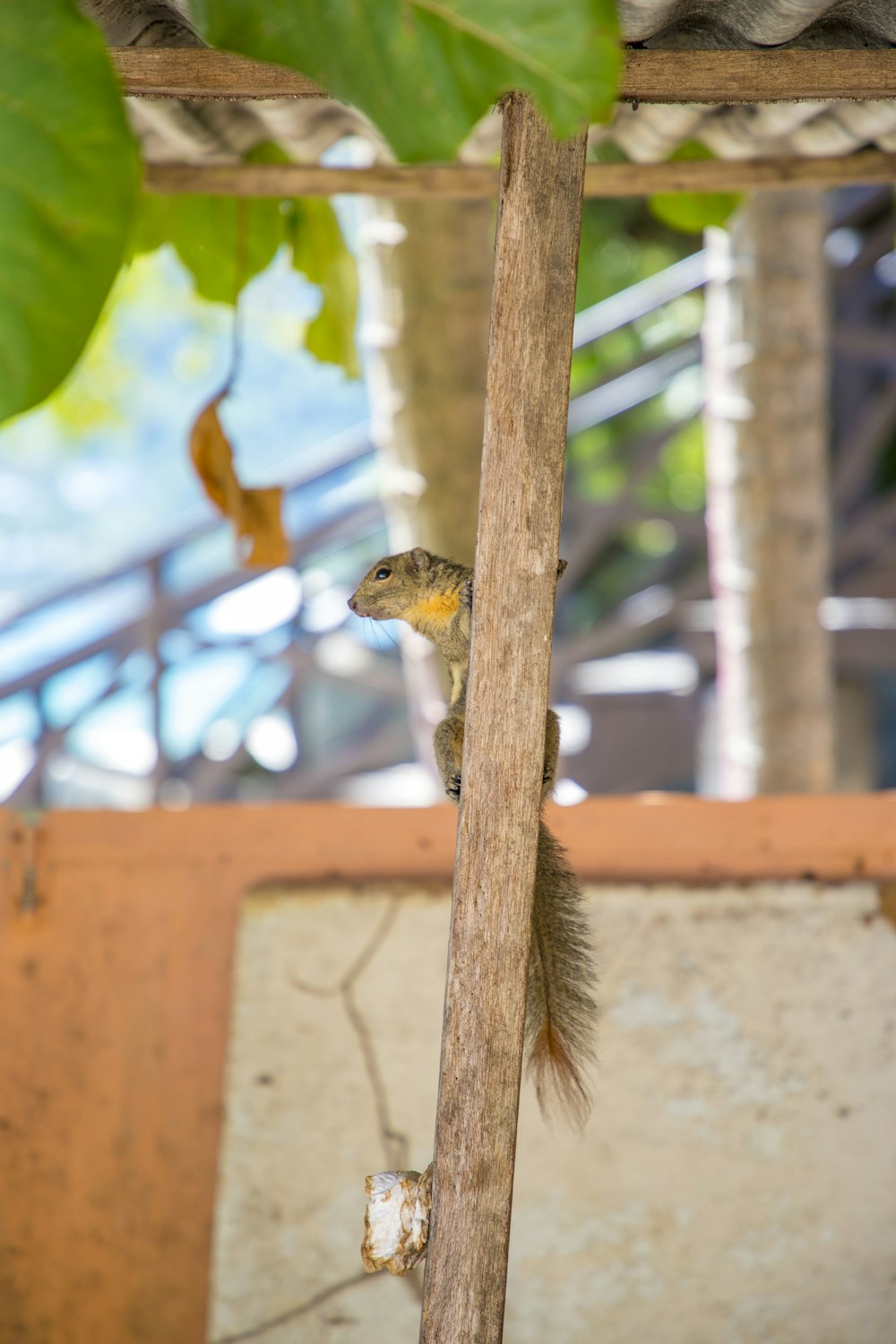 Un écureuil est assis sur une branche d’arbre