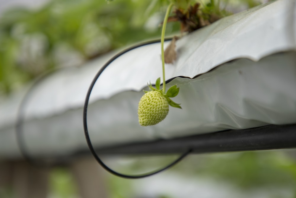 a small green strawberry hanging from a wire