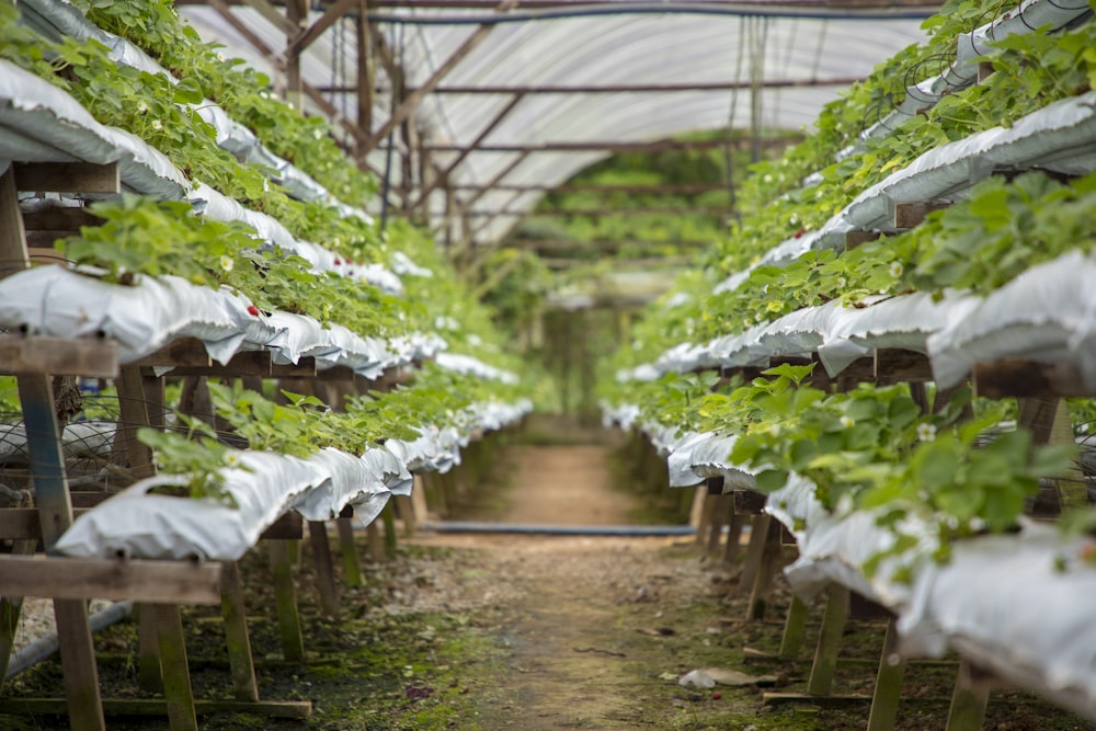 a greenhouse filled with lots of green plants