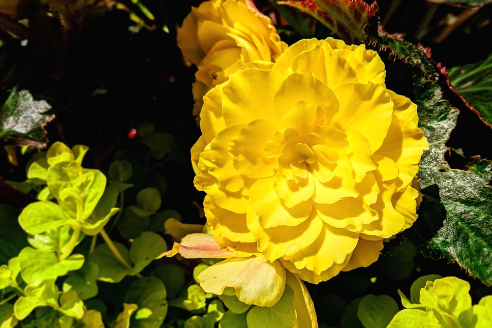 a close up of a yellow flower in a garden