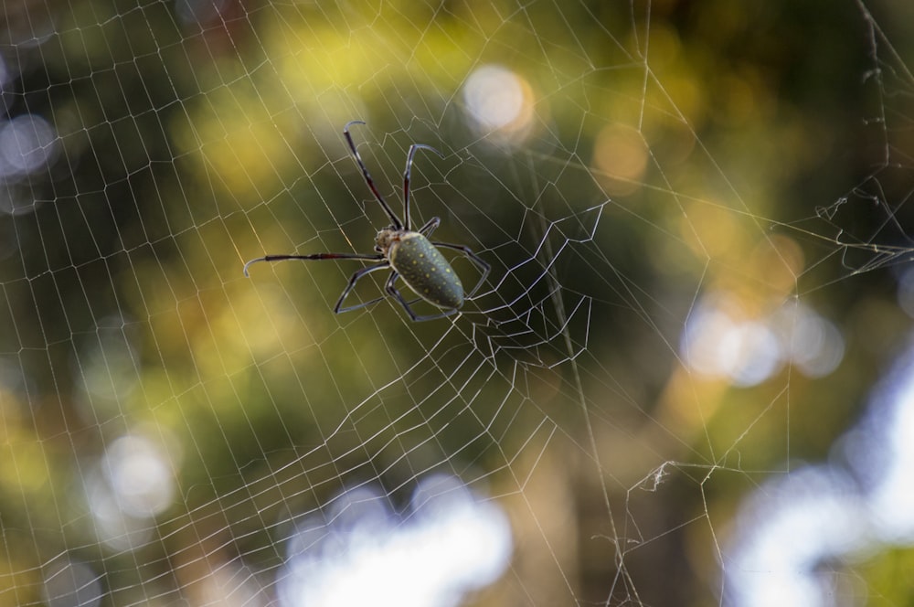 a spider is sitting on its web in the middle of the forest