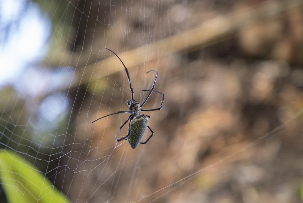 a close up of a spider on a web