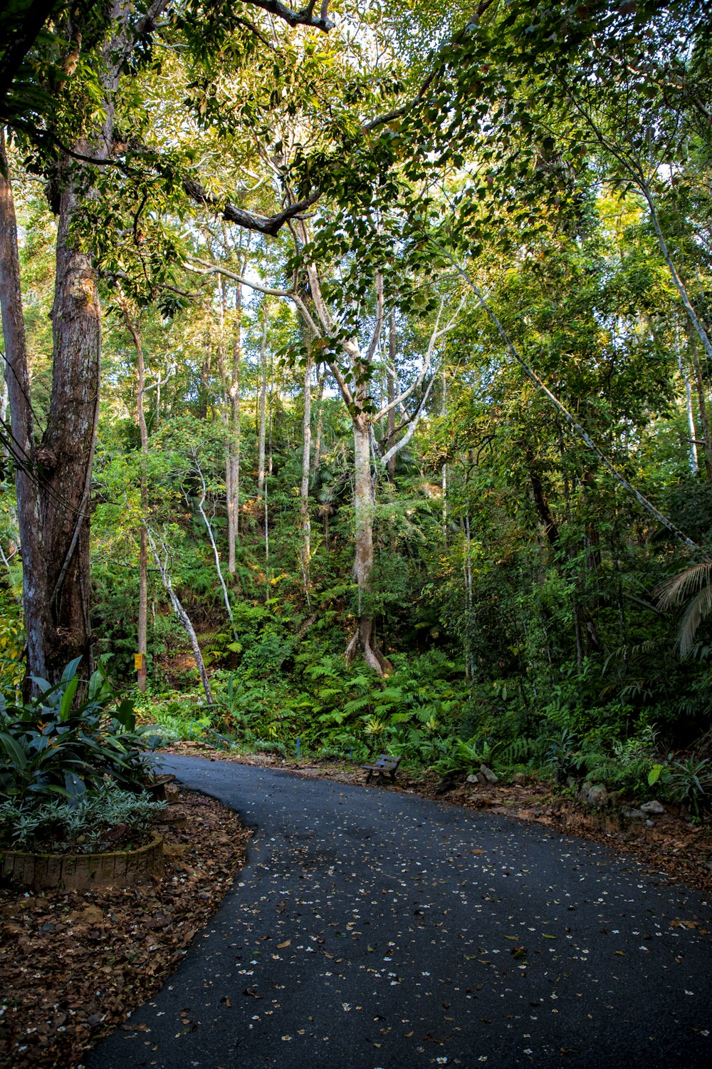 a path in the middle of a lush green forest