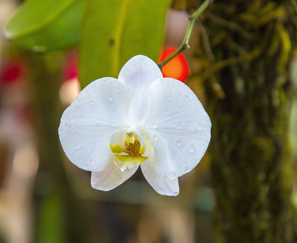 a close up of a white flower with drops of water on it