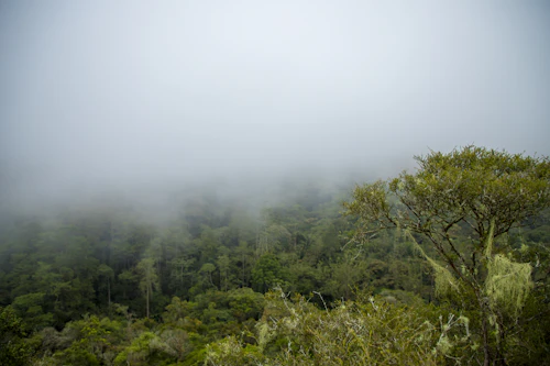 Kuala Lumpur & Cameron Highlands 2