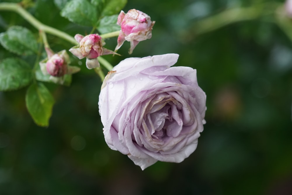 a close up of a pink rose with green leaves