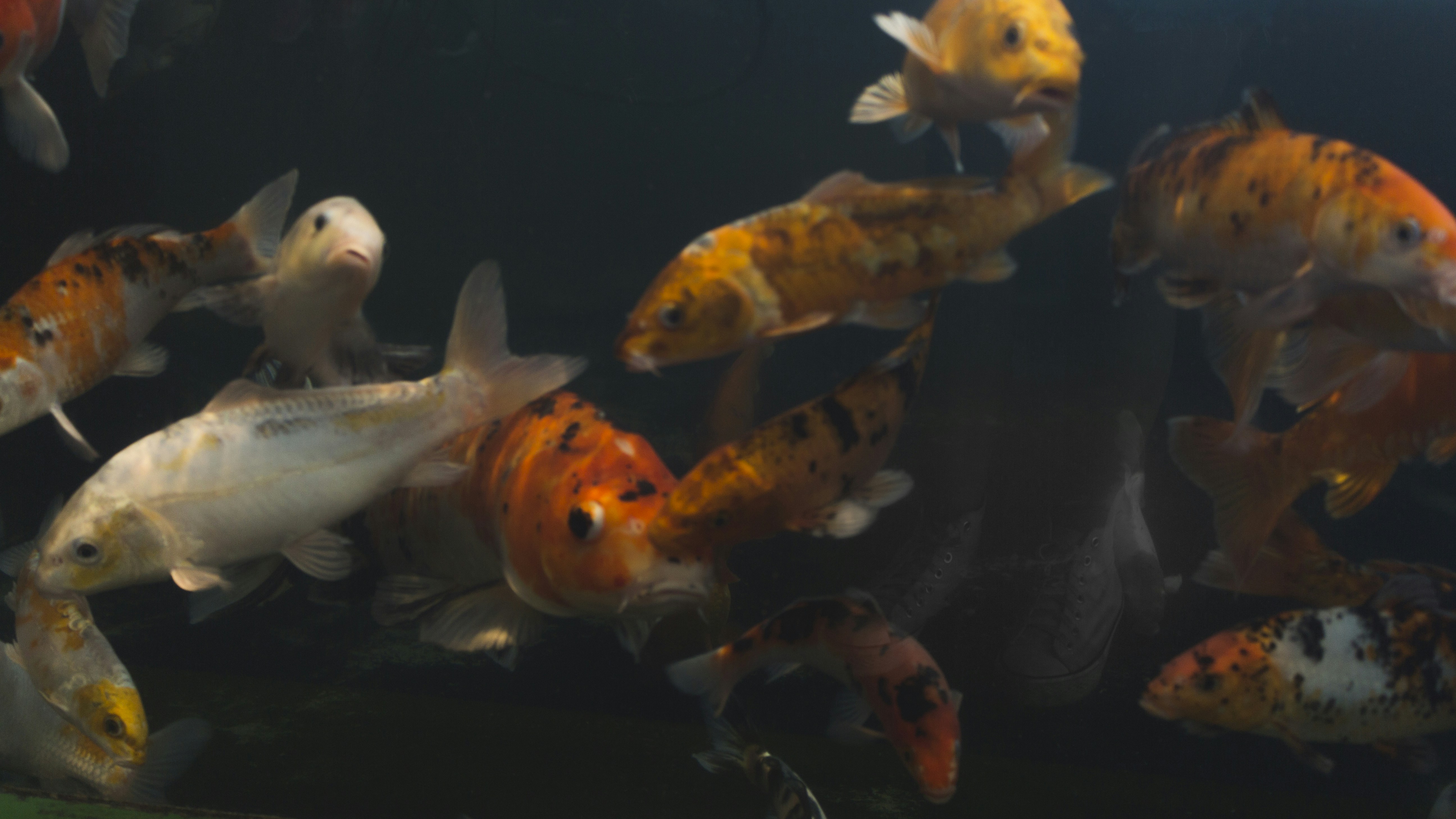Algae eating fish in aquarium