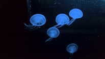 A group of five translucent jellyfish glowing softly against a dark background. Their bodies emit a blue light, creating a mesmerizing and serene underwater scene.
