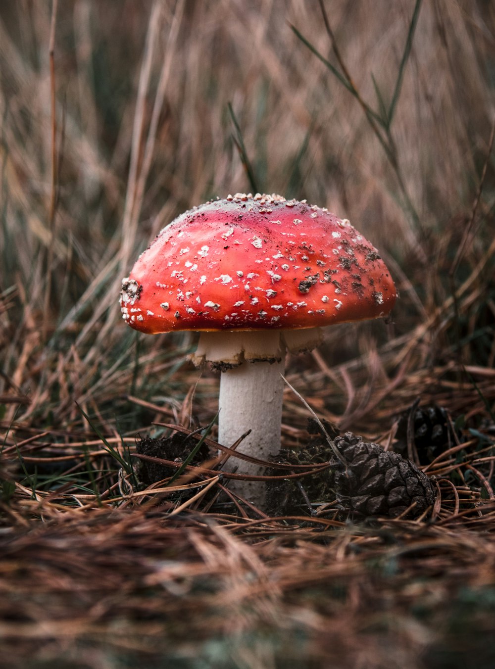 a red mushroom sitting on top of a forest floor