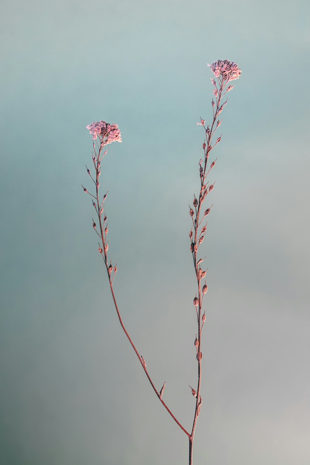 una pianta con fiori rosa davanti a uno specchio d'acqua