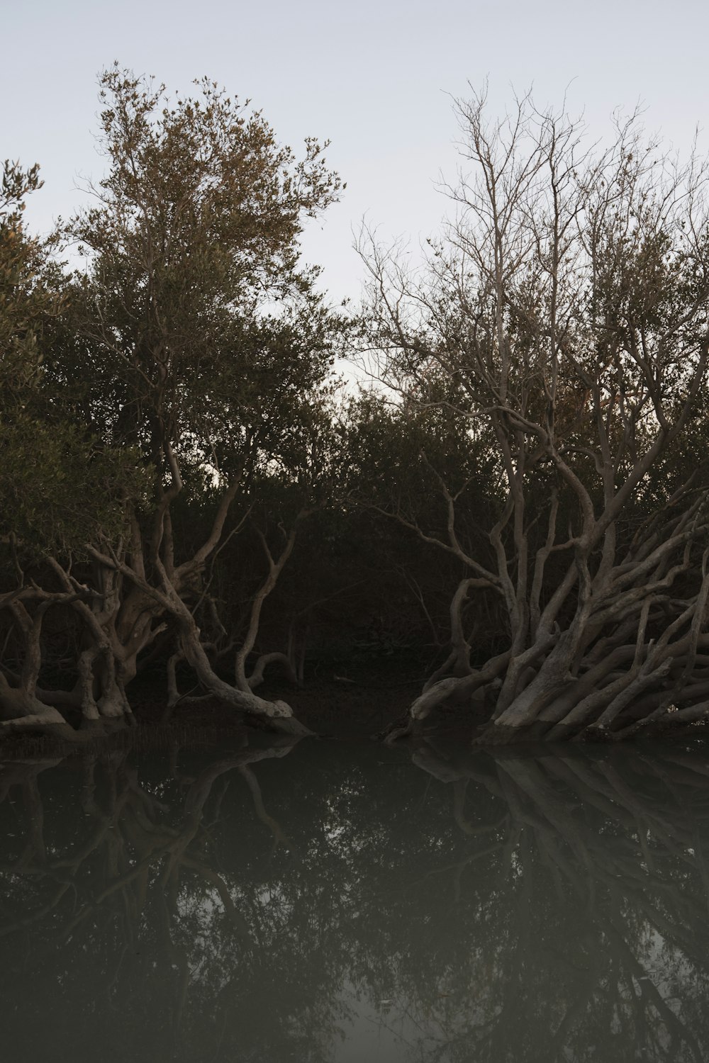 a body of water surrounded by trees and bushes