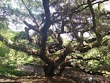 An outdoor learning session under a large tree.