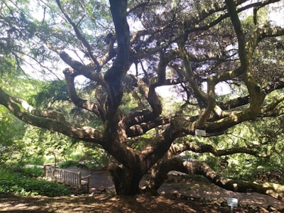 An outdoor learning session under a large tree.