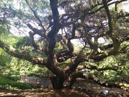 A mature tree with sprawling branches providing shade over a quiet seating area.
