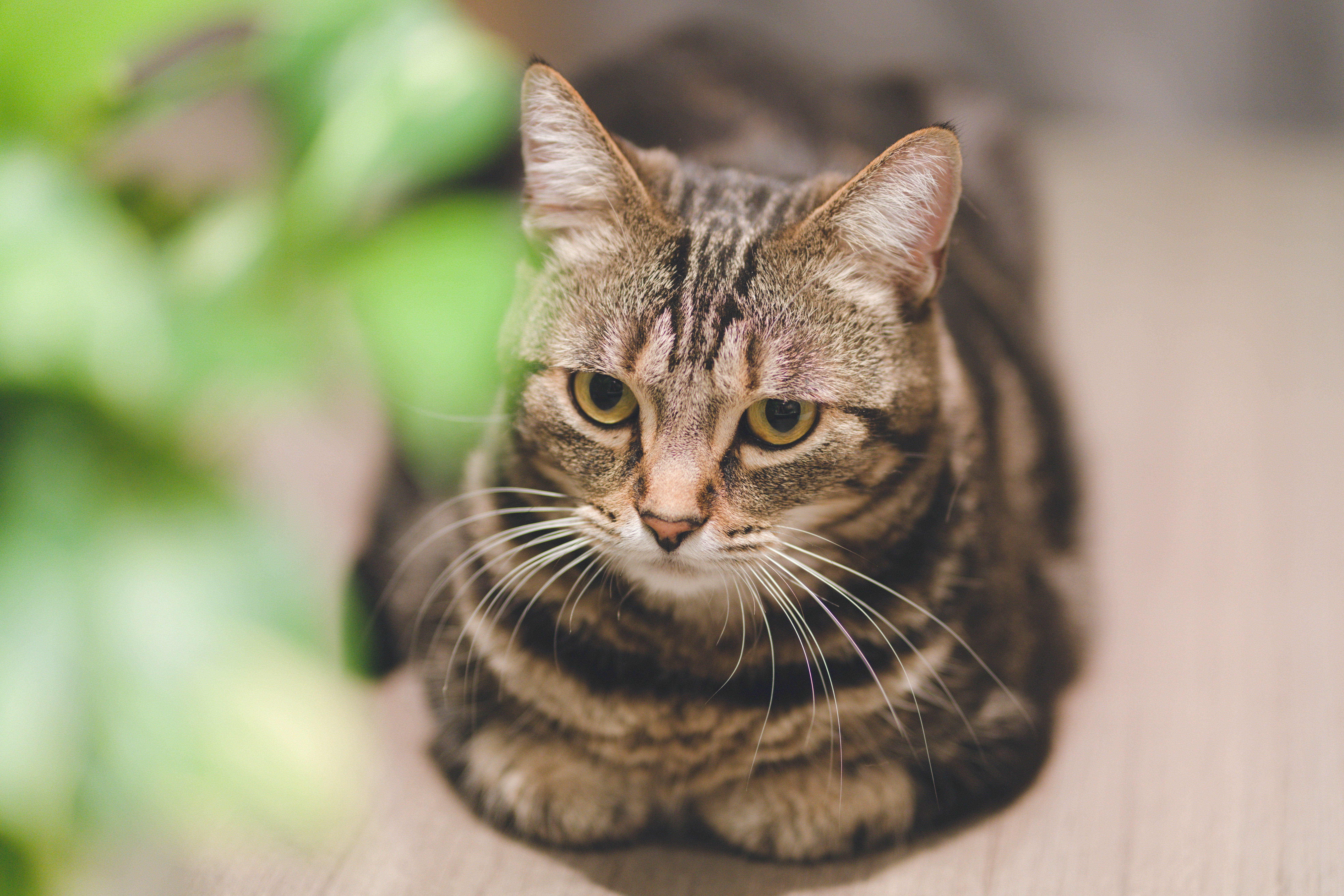 Photo by evphotography