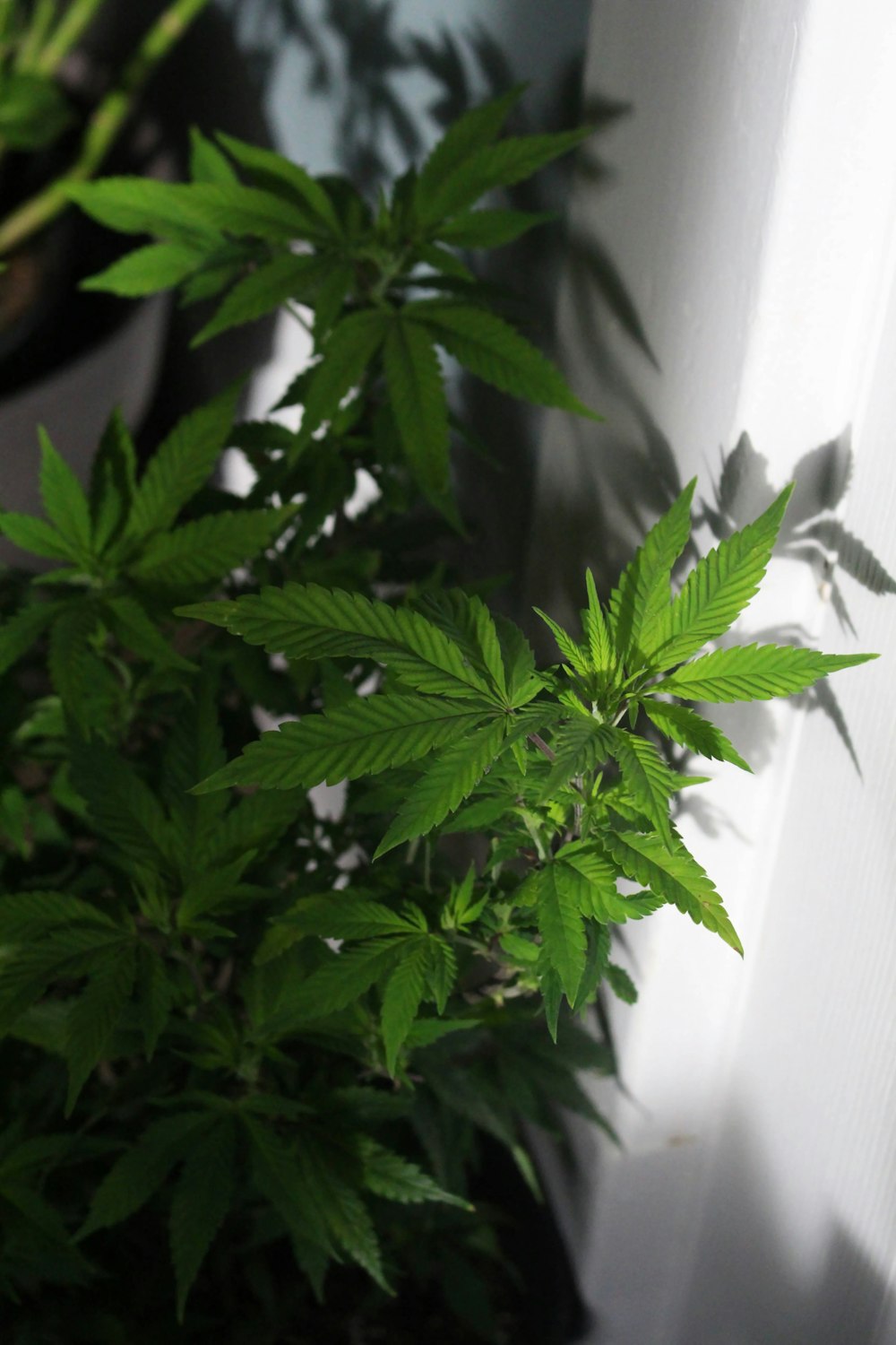 a potted plant sitting next to a window