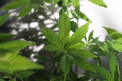 a close up of a hemp plant with green leaves