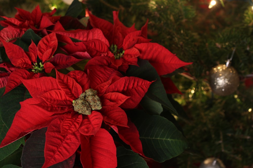 a bunch of red poinsettias sitting on top of a christmas tree