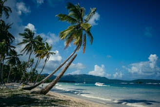 a beach with palm trees and a boat in the water