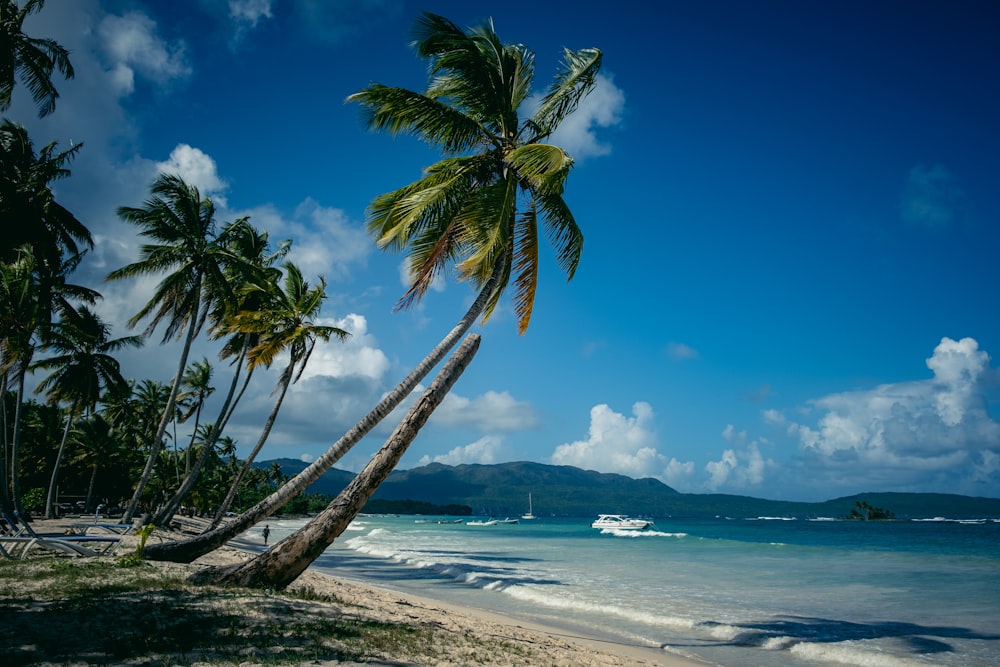 a beach with palm trees and a boat in the water
