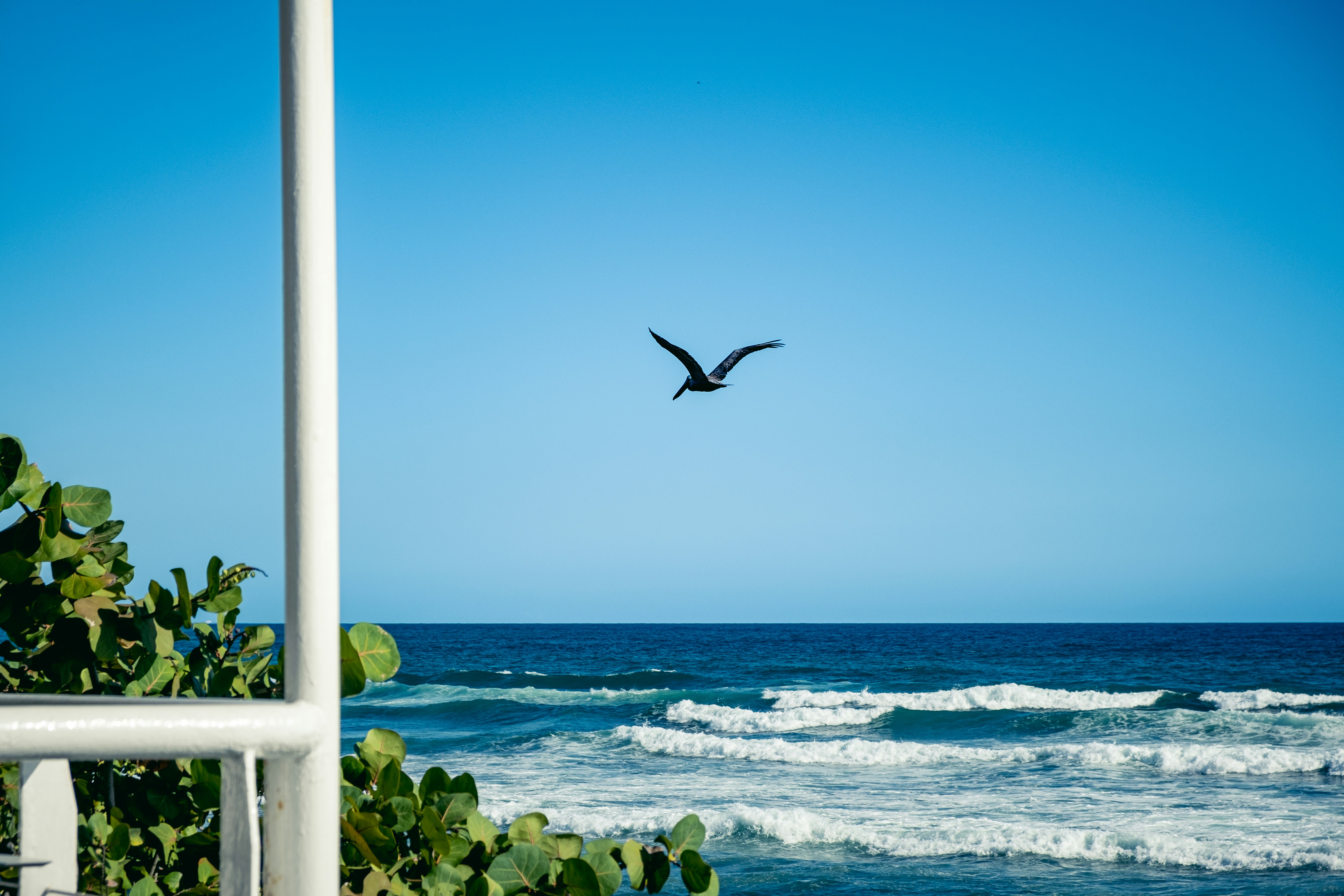 a bird flying over a body of water
