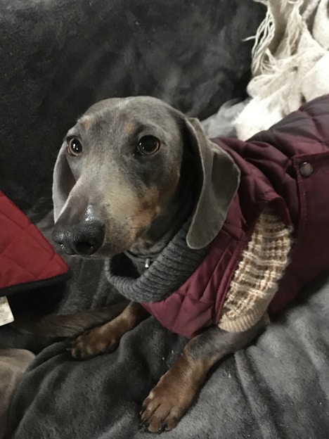 A small dog with a smooth gray coat is wearing a cozy outfit that includes a layered sweater and a burgundy jacket. The dog is resting on a soft, dark-colored surface, possibly a couch or bed, and appears calm and relaxed. There are blankets or throws draped nearby.