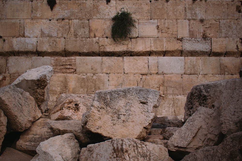 a stone wall with a plant growing out of it