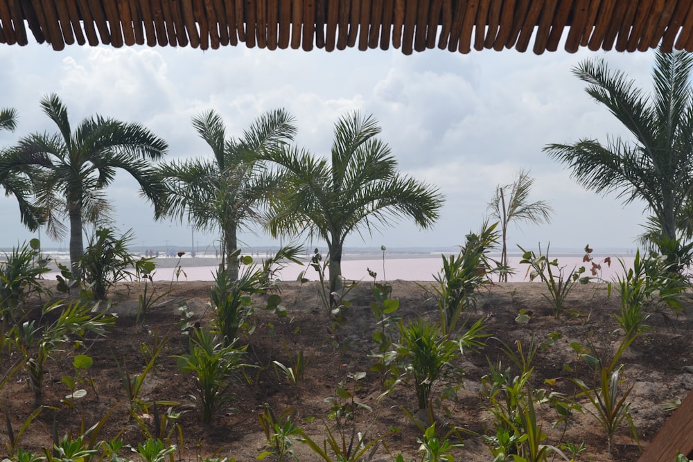 una spiaggia con palme e una spiaggia sullo sfondo