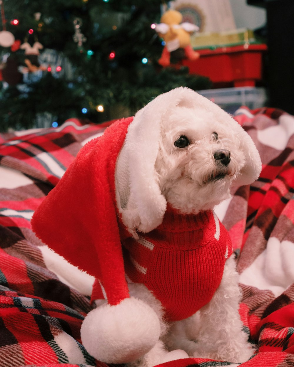 a small white dog wearing a red sweater and a santa hat