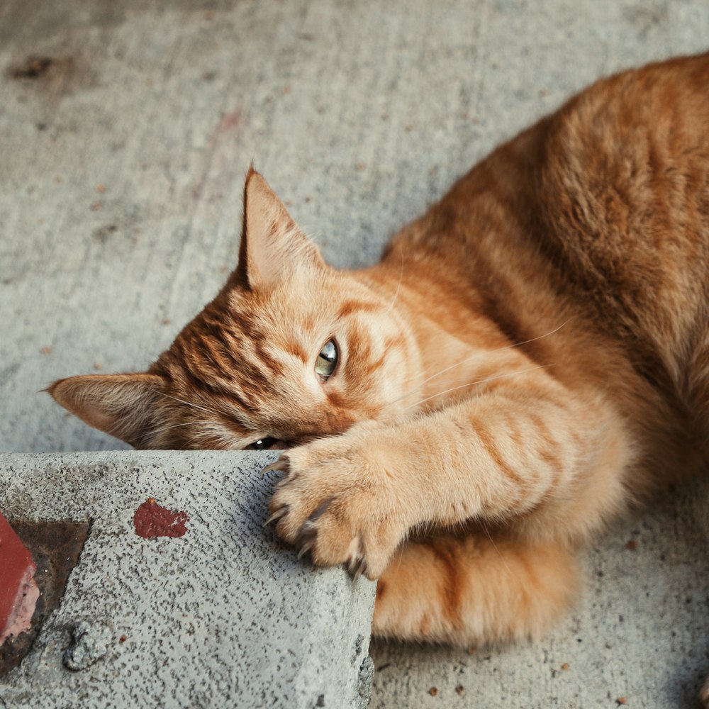 a cat laying on its back on the ground