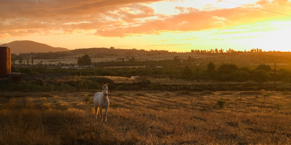 Ein weißes Pferd steht auf einem trockenen Grasfeld